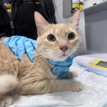 Kali -  Domestic Short Hair Cat for Adoption in Summerville, South Carolina - Kali | PetCurious