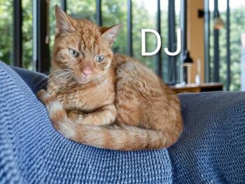 DJ -  Domestic Short Hair Cat for Adoption in Jim Thorpe, Pennsylvania - DJ | PetCurious