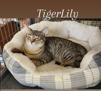 Rescue Domestic Short Hair Cats for Adoption in Yarnell, Arizona - Tiger Lily | PetCurious