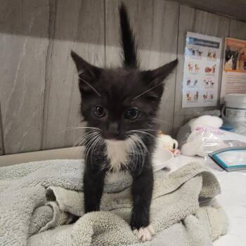 Rolly -  Domestic Short Hair Cat for Adoption in Phoenix, Arizona - Rolly | PetCurious