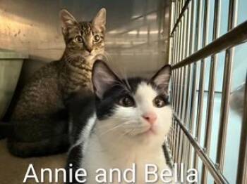 Annie -  Domestic Short Hair Cat for Adoption in Clawson, Michigan - Annie | PetCurious