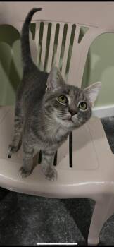 Prince -  Domestic Short Hair Cat for Adoption in Harrodsburg, Kentucky - Prince | PetCurious