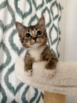 Betty -  Domestic Short Hair Cat for Adoption in Chicago, Illinois - Betty | PetCurious