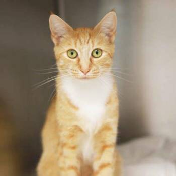 Marigold -  Domestic Short Hair Cat for Adoption in Atlanta, Georgia - Marigold | PetCurious