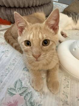 Auggie -  Domestic Short Hair Cat for Adoption in Coatesville, Pennsylvania - Auggie | PetCurious