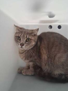Queen Bee -  Domestic Short Hair Cat Available for Adoption in Sevierville, Tennessee - Queen Bee | PetCurious