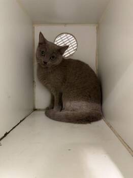 Domestic Short Hair Cats Available for Adoption in Indianapolis, Indiana - CASSIE | PetCurious