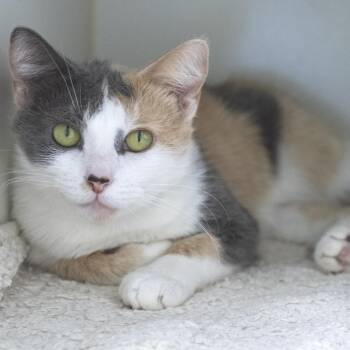 Lorelai -  Domestic Short Hair Cat for Adoption in Pontiac, Michigan - Lorelai | PetCurious