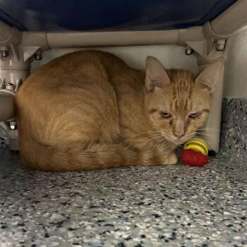 Cantaloupe -  Domestic Short Hair Cat for Adoption in Dayton, Ohio - Cantaloupe | PetCurious