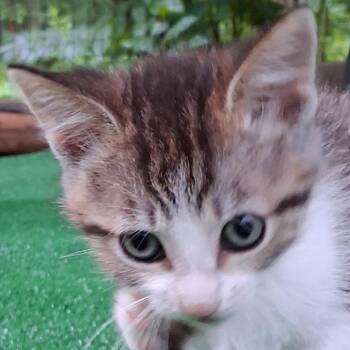 Tigress -  Domestic Short Hair Cat for Adoption in Grand Rapids, Minnesota - Tigress | PetCurious