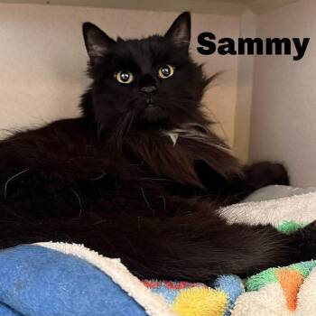 Domestic Long Hair Cats Available for Adoption in Gladstone, Michigan - Sammy 260173 | PetCurious