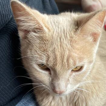 Temperance -  Domestic Short Hair Cat for Adoption in Milton, Florida - Temperance | PetCurious