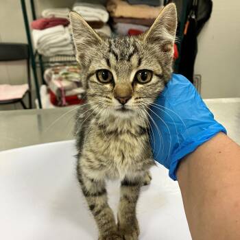 107381 -  Domestic Short Hair Cat Available for Adoption in Las Cruces, New Mexico - 107381 | PetCurious