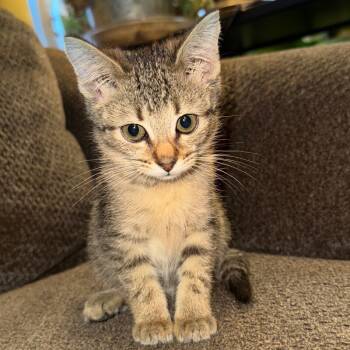 Rescue Domestic Short Hair Cats for Adoption in Lawton, Oklahoma - SANDY CLAWS | PetCurious