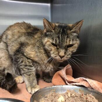 Mildred -  Domestic Short Hair Cat for Adoption in Prineville, Oregon - Mildred | PetCurious