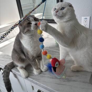 Spoon (bonded with Fish) -  Scottish Fold Cat for Adoption in Tampa, Florida - Spoon (bonded With Fish) | PetCurious
