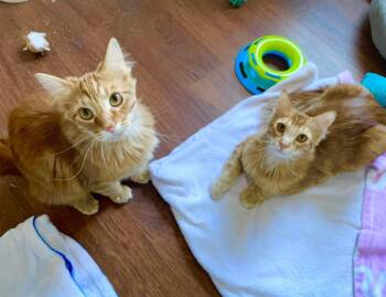 Rusty -  Domestic Long Hair Cat for Adoption in Lincoln, Nebraska - Rusty | PetCurious