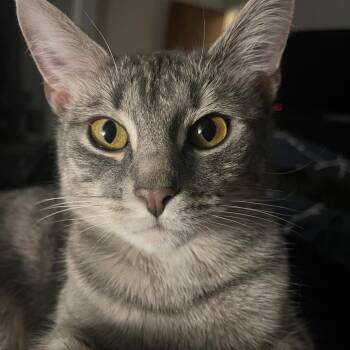 Luna -  Domestic Short Hair Cat for Adoption - Luna | PetCurious