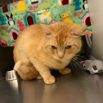 Peppo -  Domestic Short Hair Cat for Adoption in Council Bluffs, Iowa - Peppo | PetCurious