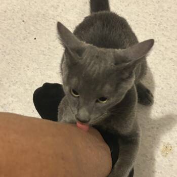Ricky -  Domestic Short Hair Cat for Adoption in Rochester, Washington - Ricky | PetCurious