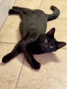 Domestic Short Hair Cats Available for Adoption - Sweet | PetCurious