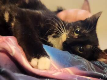 Jade -  Domestic Short Hair Cat for Adoption in Mount Pleasant, Texas - Jade | PetCurious