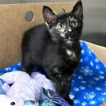 Giggle Chicken -  Domestic Short Hair Cat for Adoption - Giggle Chicken | PetCurious