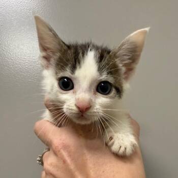 Sequoia -  Domestic Short Hair Cat for Adoption in Sand Springs, Oklahoma - Sequoia | PetCurious
