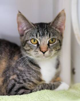 Domestic Short Hair Cats Available for Adoption in Bridgeport, Connecticut - RHINE (0603) | PetCurious