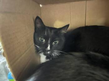 Tucker -  Domestic Short Hair Cat for Adoption in Stratham, New Hampshire - Tucker | PetCurious