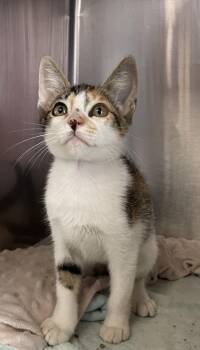 Ember -  Domestic Short Hair Cat for Adoption in Houston, Texas - Ember | PetCurious