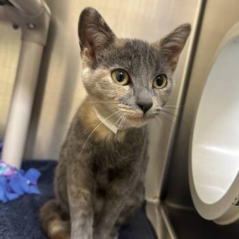 Fiesta -  Domestic Short Hair Cat for Adoption in Walnut Creek, California - Fiesta | PetCurious