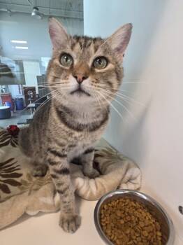 Rescue Domestic Short Hair Cats for Adoption in Carrollton, Texas - Pasta | PetCurious