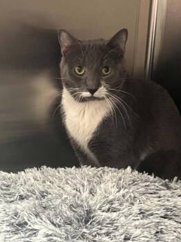 Domestic Short Hair Cats Available for Adoption in Chambersburg, Pennsylvania - Lortz | PetCurious