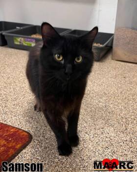 Rescue Domestic Short Hair Cats for Adoption in Maryville, Tennessee - Samson | PetCurious