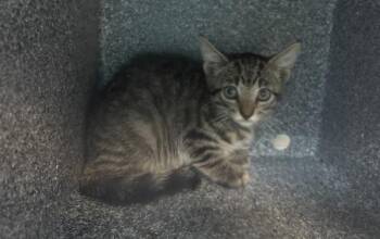 Circus -  Domestic Short Hair Cat for Adoption in New York, New York - Circus | PetCurious