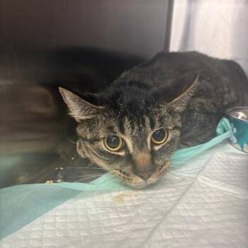 Jumbo -  Domestic Short Hair Cat for Adoption in Fort Worth, Texas - Jumbo | PetCurious