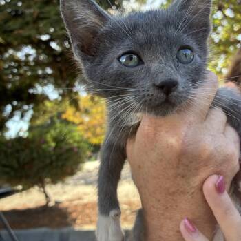 Rescue Domestic Medium Hair Cats for Adoption in Santa Cruz, California - Cheese | PetCurious