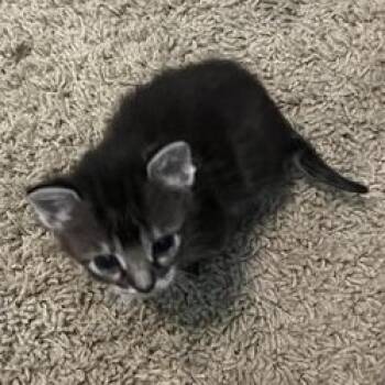 Domestic Medium Hair Cats Available for Adoption in Liverpool, Texas - Piper | PetCurious