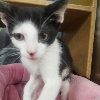 Trick -  Domestic Short Hair Cat for Adoption in Grantsville, Utah - Trick | PetCurious