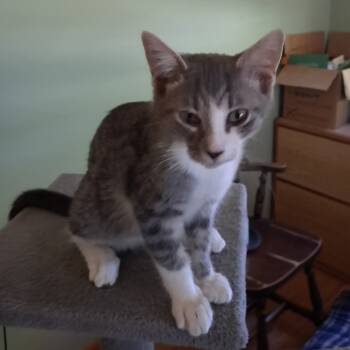 Rescue Domestic Short Hair Cats for Adoption in Madison, Wisconsin - Boots | PetCurious