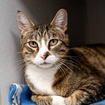 Domestic Short Hair Cats Available for Adoption in Seattle, Washington - Lopsy (and Sally) | PetCurious