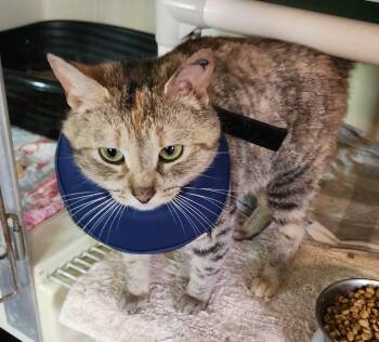 Tabby and Calico Cats Available for Adoption in North East, Maryland - "BLOSSOM" | PetCurious