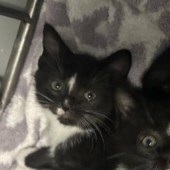 Jade -  Domestic Short Hair Cat Available for Adoption in Valdosta, Georgia - Jade | PetCurious