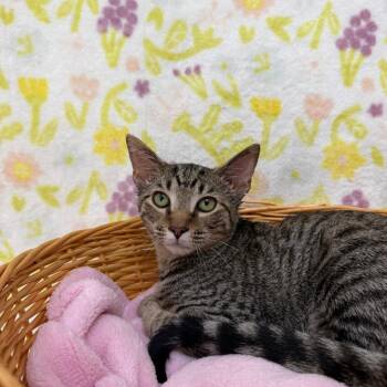 Jinx -  Domestic Short Hair Cat for Adoption in Riverwoods, Illinois - Jinx | PetCurious