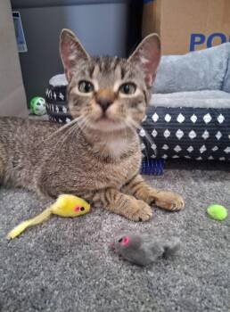 Rescue Tiger and Domestic Short Hair Cats for Adoption in Fitchburg, Massachusetts - Pepper  ***Special Needs:  CH*** | PetCurious