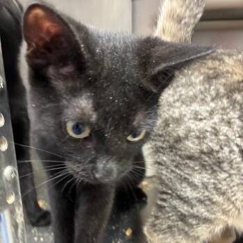 Eustace -  Domestic Short Hair Cat for Adoption in Carencro, Louisiana - Eustace | PetCurious