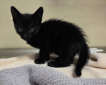 Laws -  Domestic Short Hair Cat for Adoption in Vancouver, Washington - Laws | PetCurious