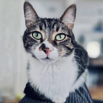 Crash -  Domestic Short Hair Cat for Adoption in Fort Worth, Texas - Crash | PetCurious