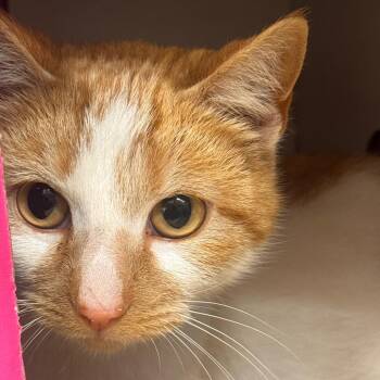 Domestic Short Hair Cats Available for Adoption - BC  Ville | PetCurious